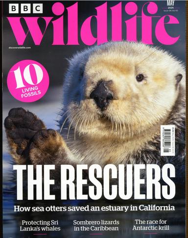 BBC Wildlife