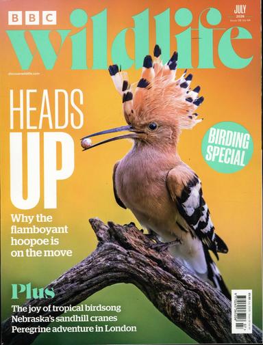BBC Wildlife